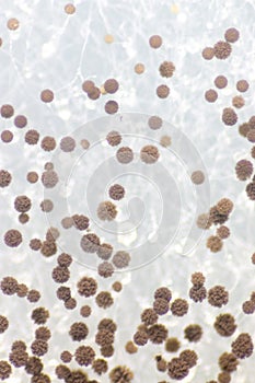 Colony Characteristics of Fungus Rhizopus in petri dish for education.