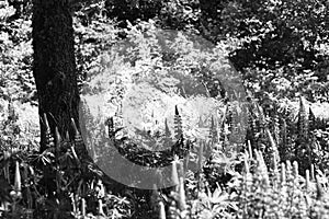 backgrounds of forest lupines in forest