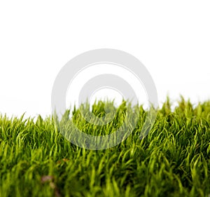 Zázemím z čerstvý jaro zelená tráva 