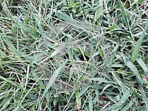 Backgrounds of green grass,green grass patterns and texture.raindrop.