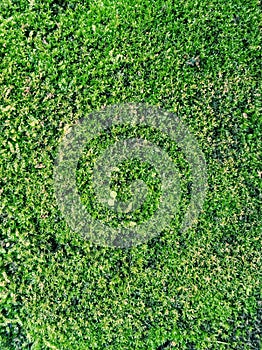 Backgrounds Green Grass texture on field