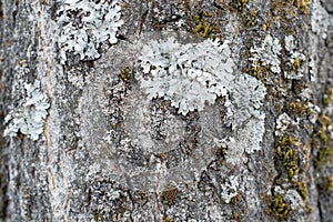 Background, tree bark with lichen growing vertically