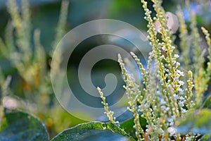 Backgrounds on Sally rhubarb Japanese knotweed