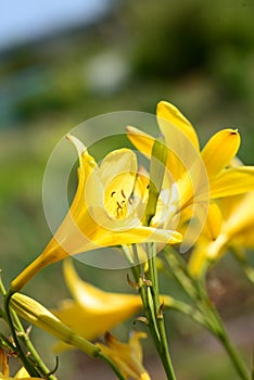 Backgrounds of spring garden flowers photo