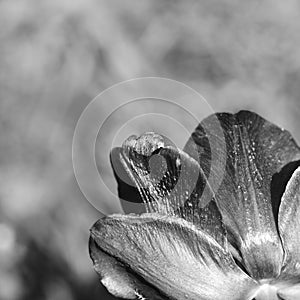 backgrounds on spring tulips in sunshine