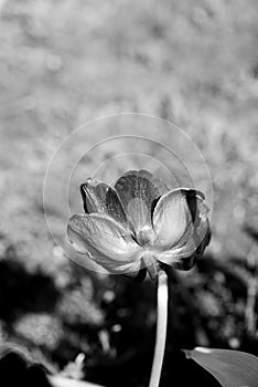 backgrounds on spring tulips in sunshine