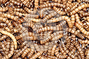 Backgrounds with worms