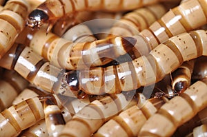 Backgrounds with worms