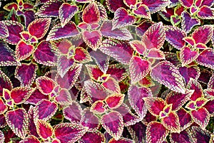 Backgroung coleus plant