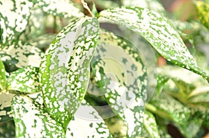 Backgroung Gold-dust dracaena leaves.Gold-dust dracaena, Spotted dracaena,Florida Beauty,Dracaena surculosa Lindl.