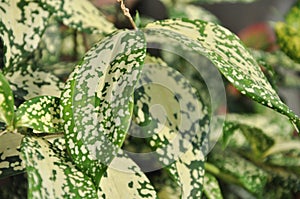 Backgroung Gold-dust dracaena leaves.Gold-dust dracaena, Spotted dracaena,Florida Beauty,Dracaena surculosa Lindl.