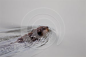 The backgroung with the swimming beaver