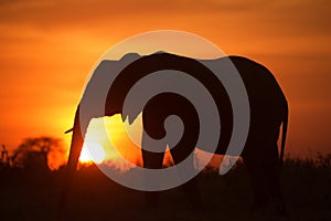 Backlight of african elephant