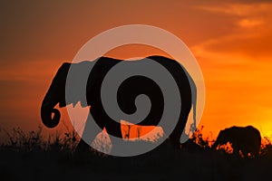 Backlight of african elephant