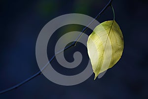 Backlight on a black background of a leaf