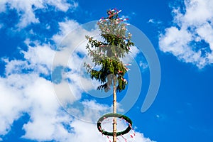 May pole tree in spring bavaria