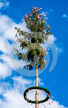 May tree in spring bavaria