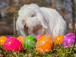 Rabbit at the Easter Eggs