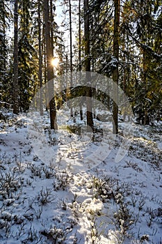 backlight through cold and snowy forest in Sweden
