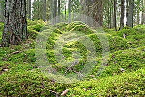 Backlight through forest with green moss floor