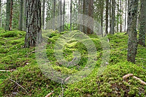 Backlight through forest with green moss floor