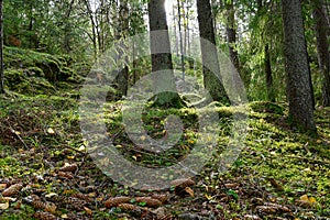 Backlight through forest with green moss floor