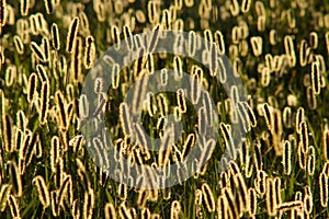 Backlight foxtail meadow