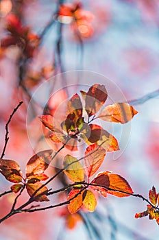 Backlight Leafs