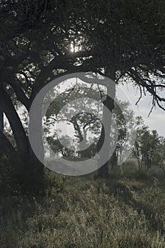 backlight with morning dew on thick vegeattion in Kruger park wild countryside, South Africa photo