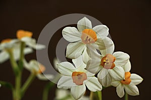 Backlight photo of a white daffodil