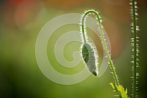 Backlight shoot of flower bud