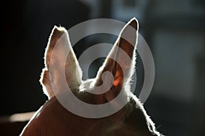 Backlight silhouette of a white dog`s erect ears photo