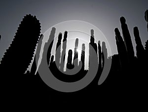 Backlight Silouhetted Cactus
