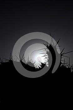 Backlight Silouhetted Cactus