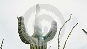 Backlight sun is shining from behind giant tall Saguaro cactus in Arizona desert, an iconic symbol of American southwest