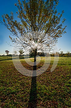 Backlight tree on an autumn morning