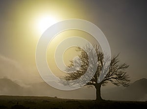 Backlight, tree and sun in the Sierra de Urbasa, Navarra photo