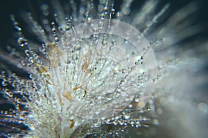 Backlighted bladygrass Imperata cylindrica with beautiful bokeh, in dark background