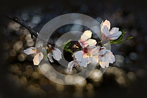 Backlighted blooming apple tree white flowers