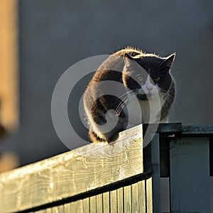 Backlighted cat sitting on wooden fence and staring at photographer.