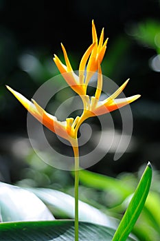 A Backlighted Crane Flower Strelitzia