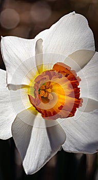 Backlighted daffodil with white petals and dark orange center