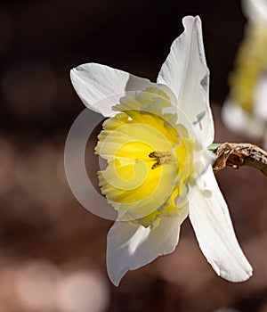 Backlighted daffodil with white petals and yellow center.CR3