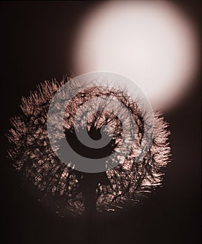 Backlighted Dandelion photo