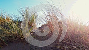 Backlighted dunegrass