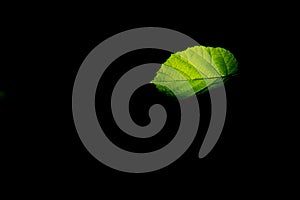Backlighted green leaf isolated on black background