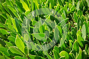 Backlighted green leaf natural background
