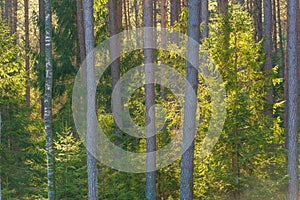 Backlighted spruce in pine forest