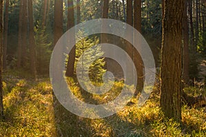 Backlighted spruce in pine forest