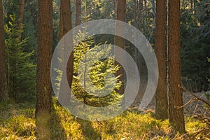 Backlighted spruce in pine forest